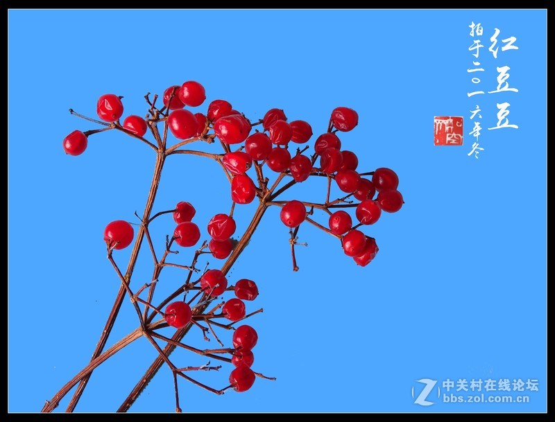 冬拍【红豆豆】