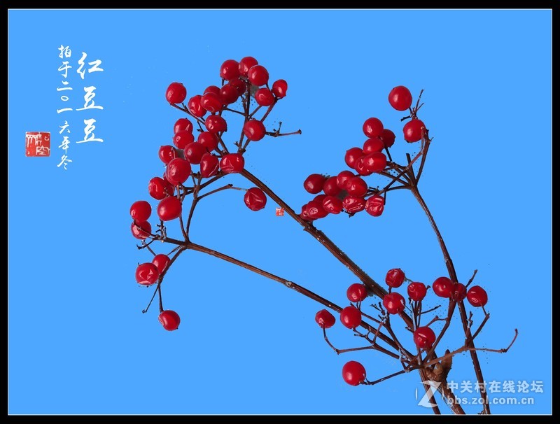 冬拍【红豆豆】