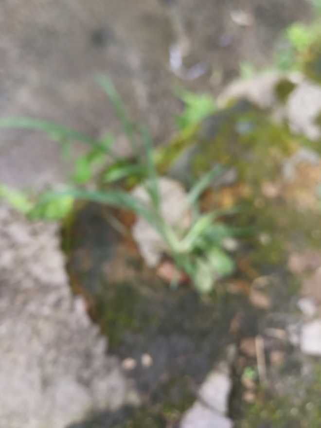 【华为P10相机故障】拍照模糊，对不了焦怎么办？？