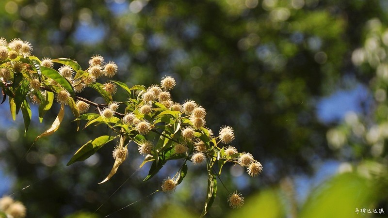 困于夏风，囿于明媚