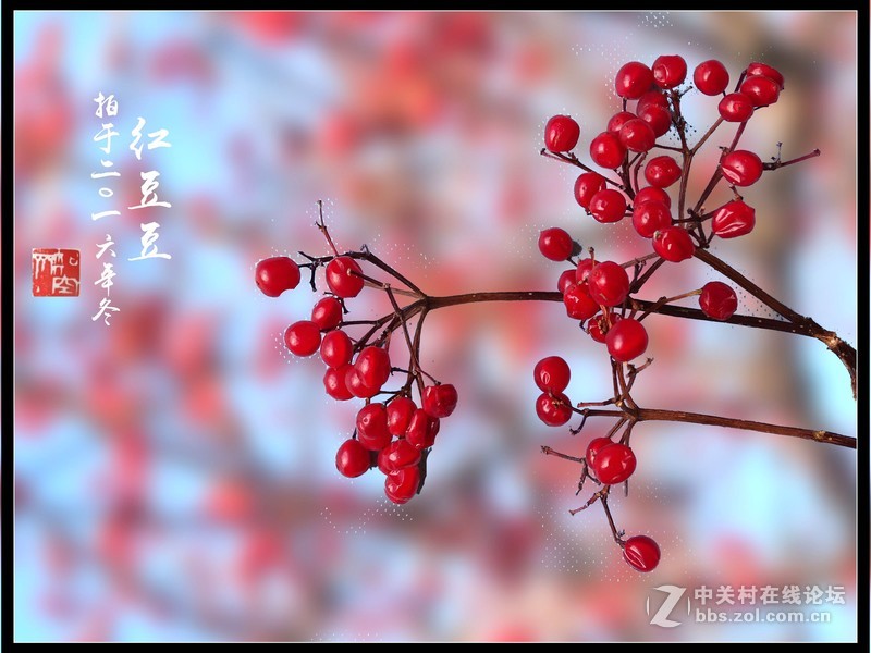 冬拍【红豆豆】