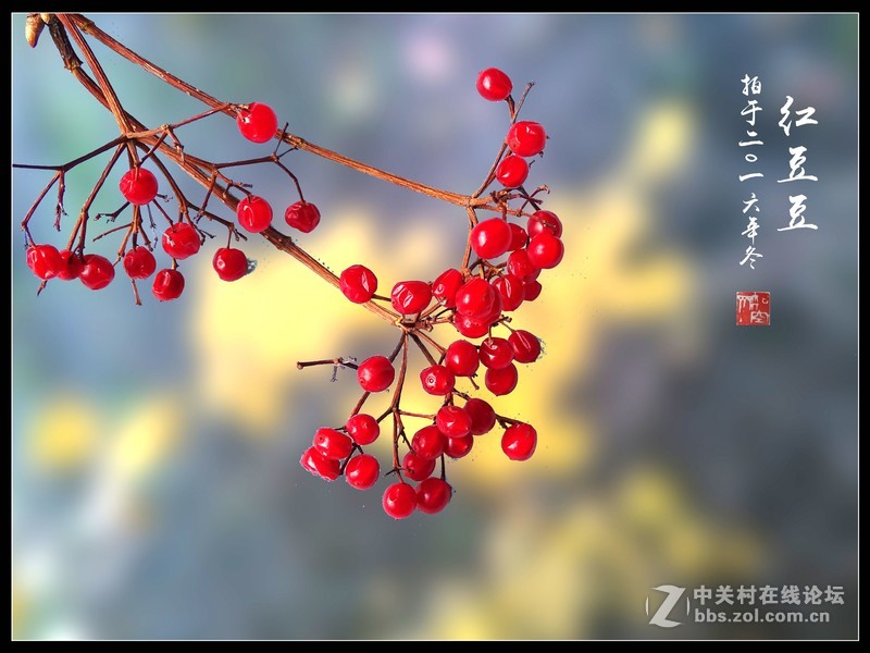 冬拍【红豆豆】