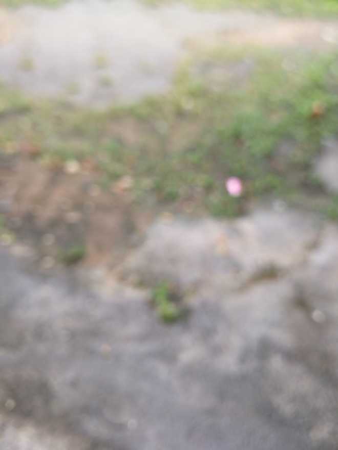 【华为P10相机故障】拍照模糊，对不了焦怎么办？？