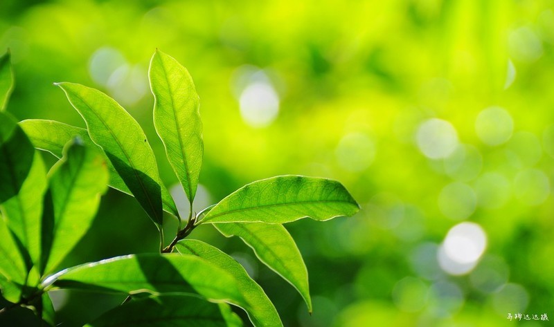 困于夏风，囿于明媚