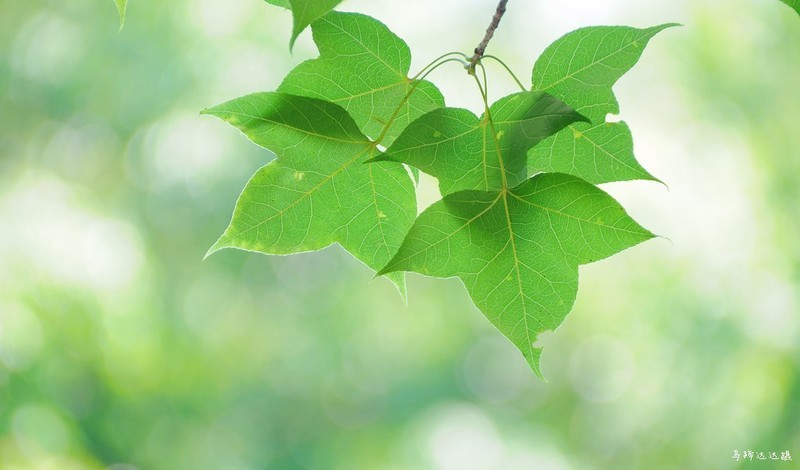 困于夏风，囿于明媚