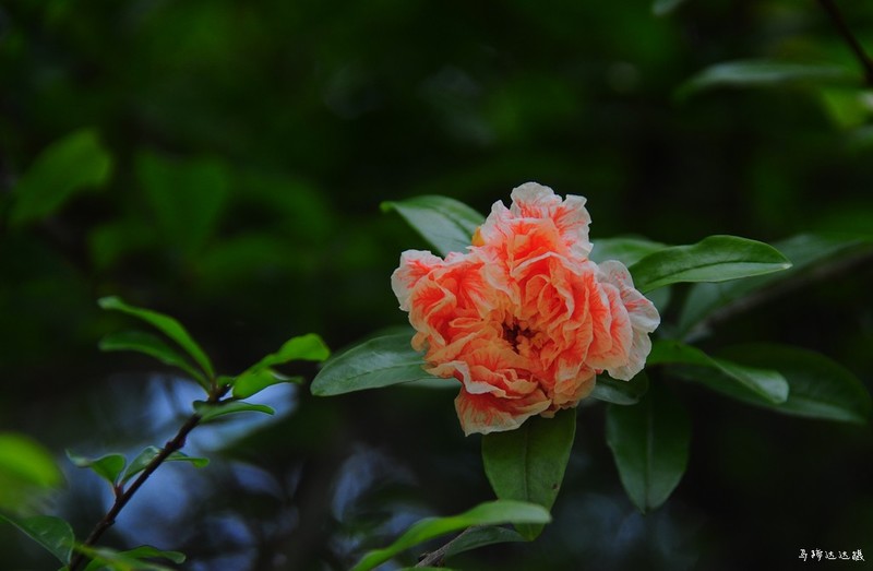 困于夏风，囿于明媚