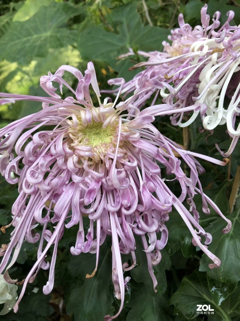 iPhone 8Plus  金秋菊花品种展