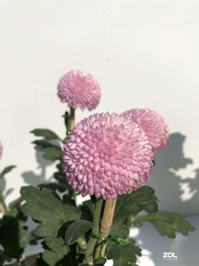 iPhone 8Plus  金秋菊花品种展