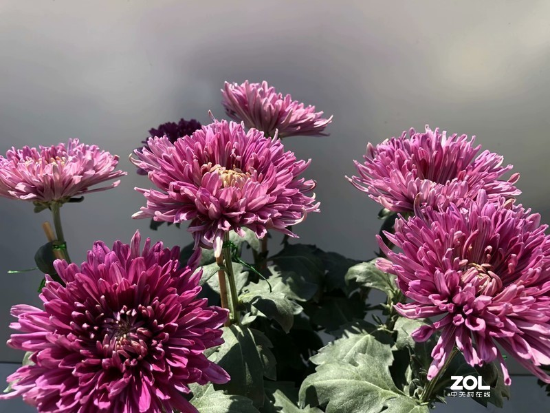 iPhone 8Plus  金秋菊花品种展