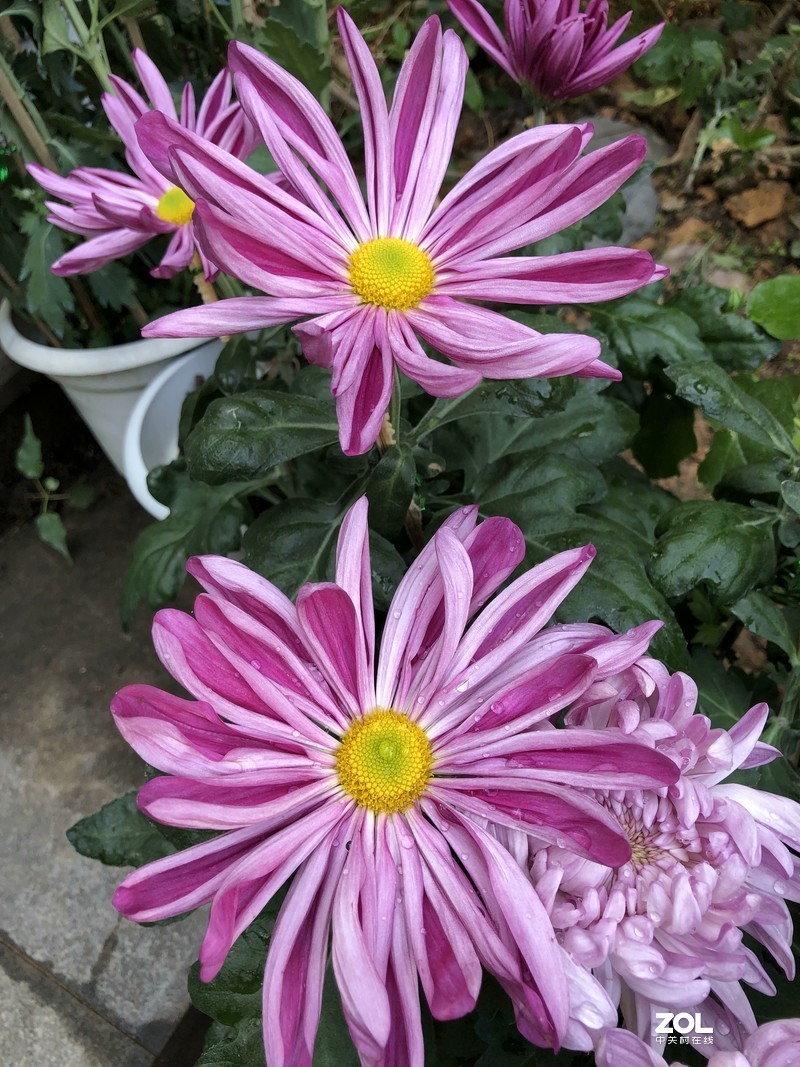 iPhone 8Plus  金秋菊花品种展