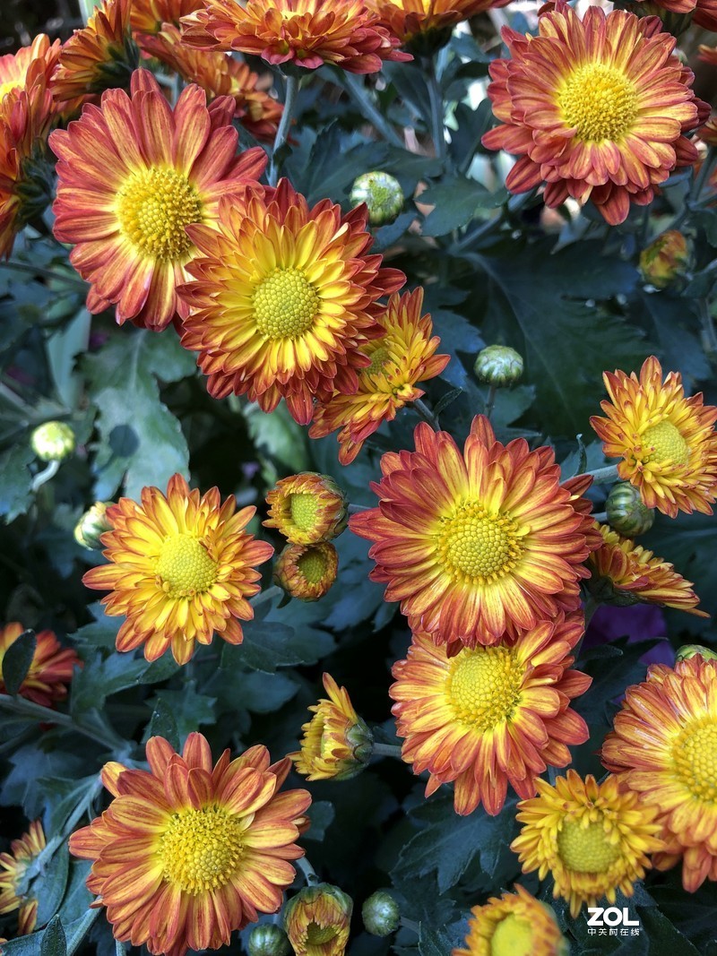 iPhone 8Plus  金秋菊花品种展