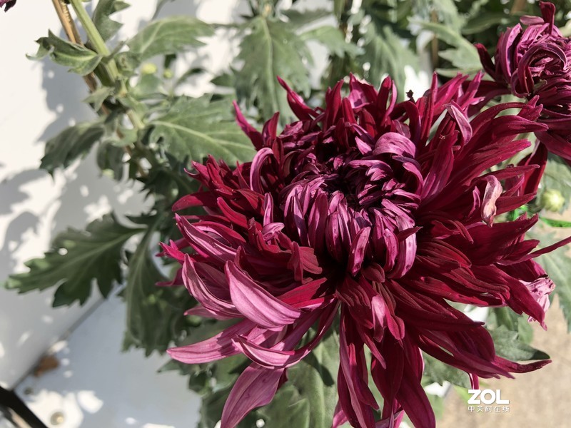 iPhone 8Plus  金秋菊花品种展