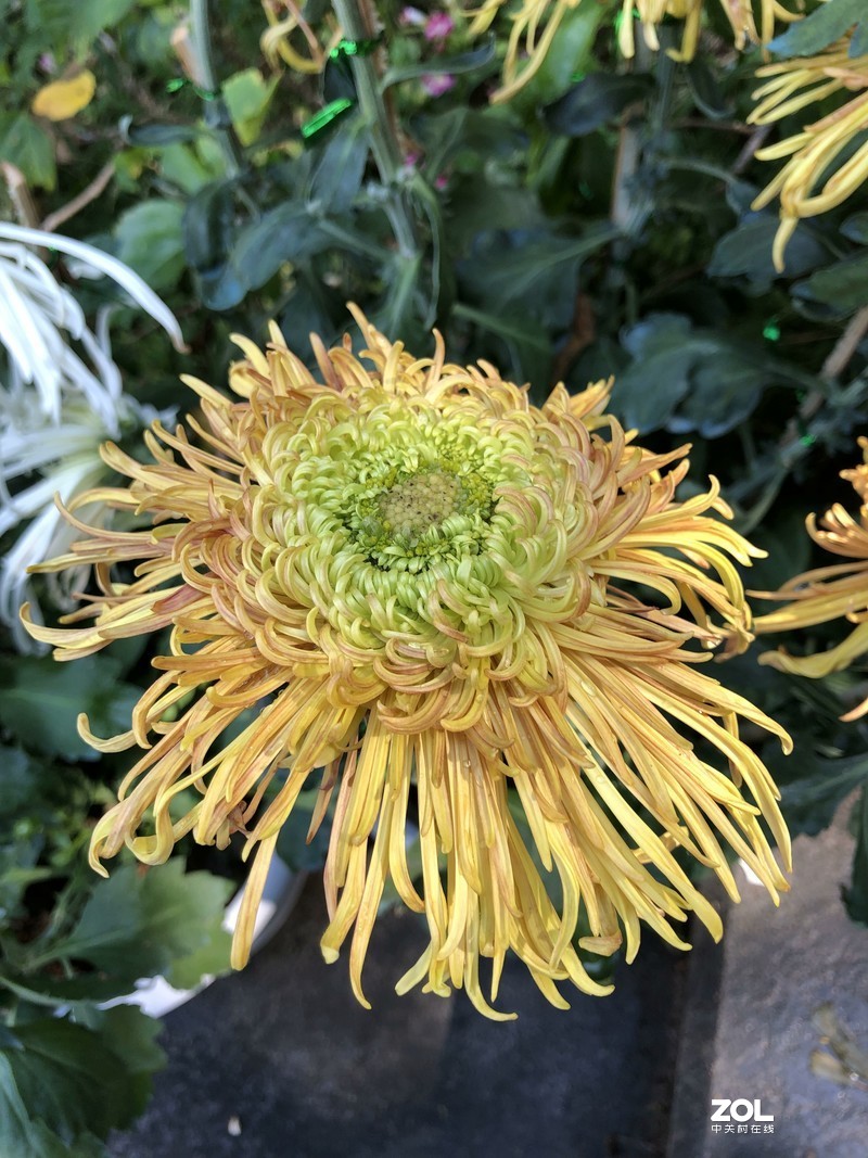 iPhone 8Plus  金秋菊花品种展