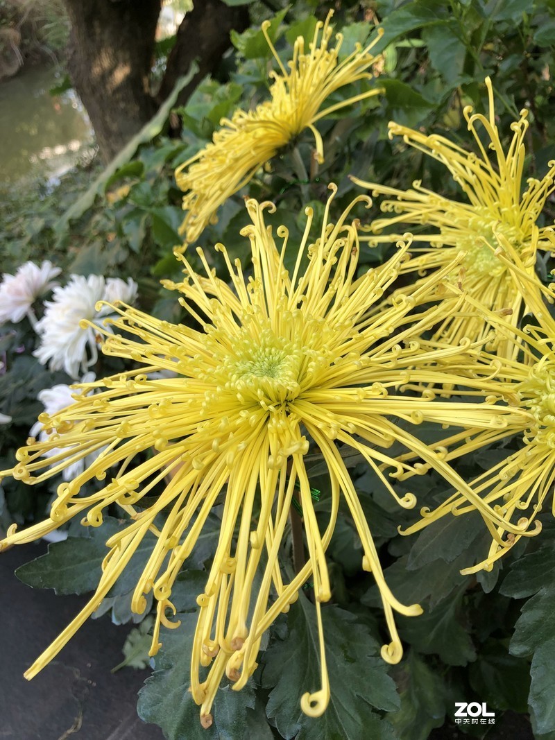 iPhone 8Plus  金秋菊花品种展