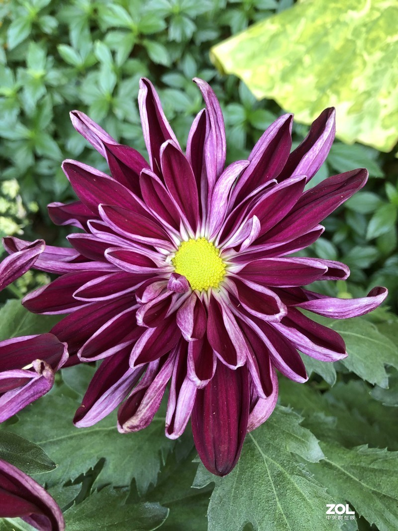 iPhone 8Plus  金秋菊花品种展