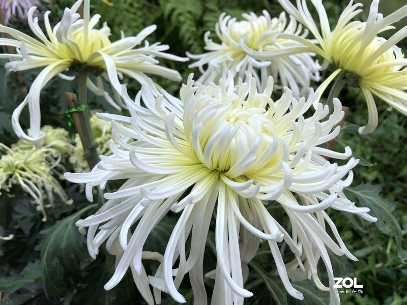 iPhone 8Plus  金秋菊花品种展