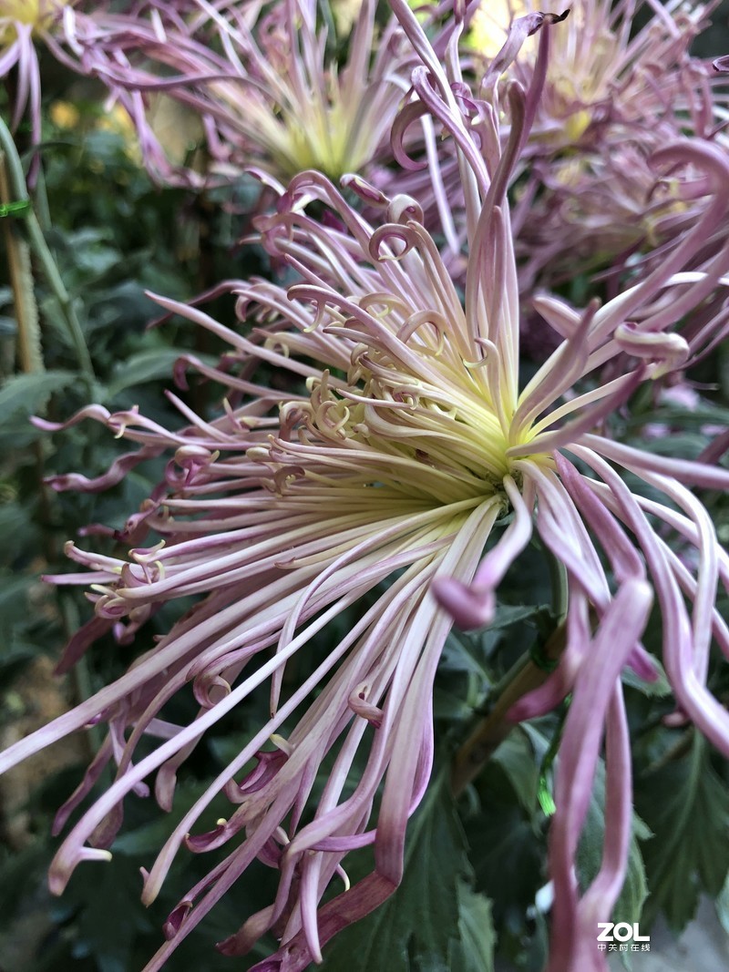 iPhone 8Plus  金秋菊花品种展