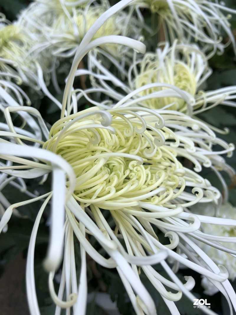 iPhone 8Plus  金秋菊花品种展