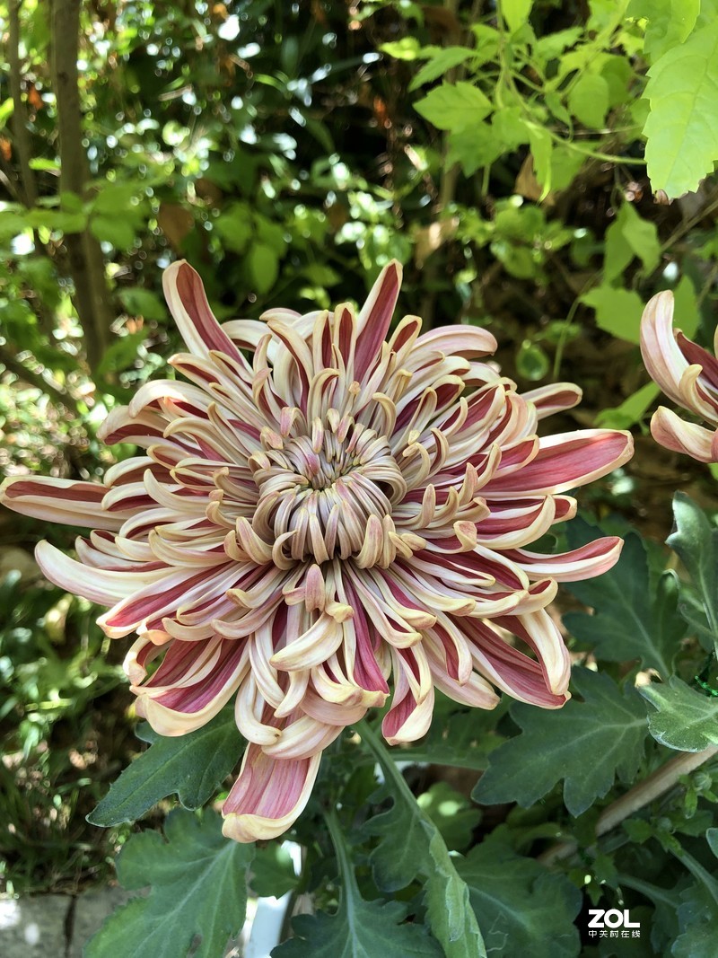 iPhone 8Plus  金秋菊花品种展