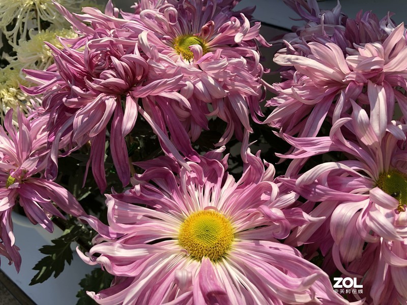 iPhone 8Plus  金秋菊花品种展