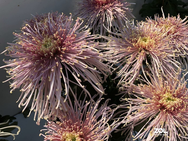 iPhone 8Plus  金秋菊花品种展