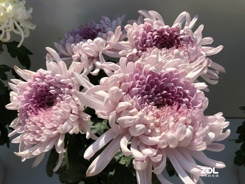 iPhone 8Plus  金秋菊花品种展