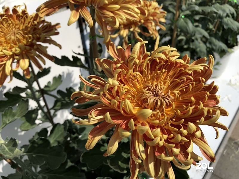 iPhone 8Plus  金秋菊花品种展