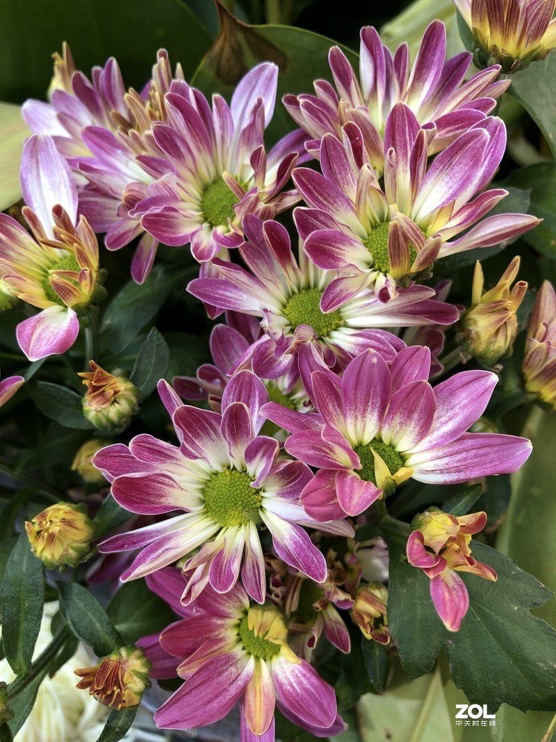 iPhone 8Plus  金秋菊花品种展