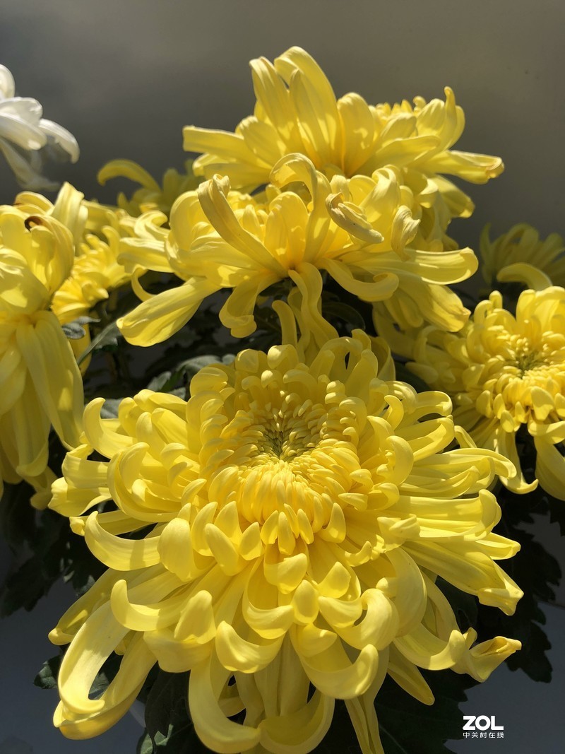 iPhone 8Plus  金秋菊花品种展