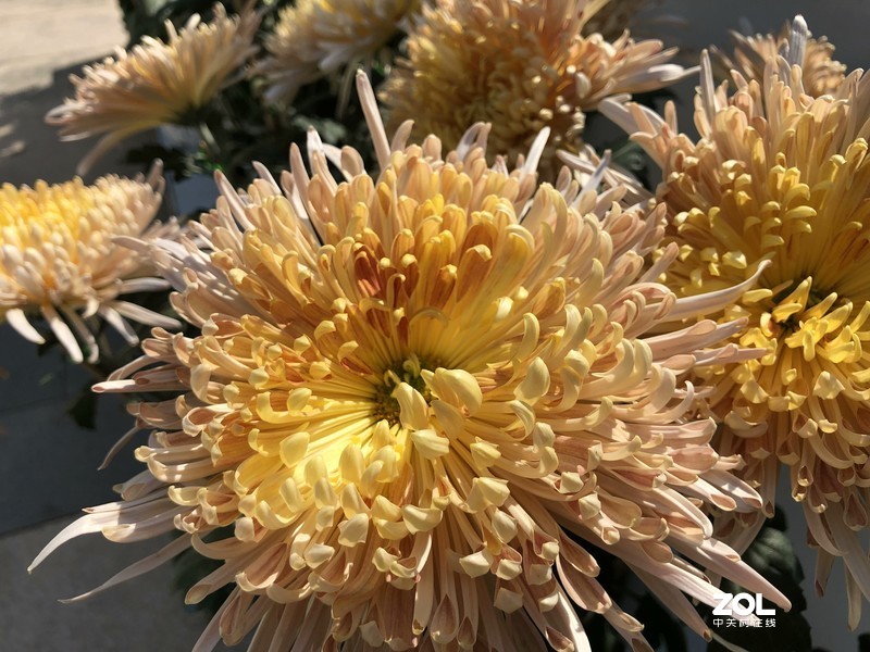 iPhone 8Plus  金秋菊花品种展