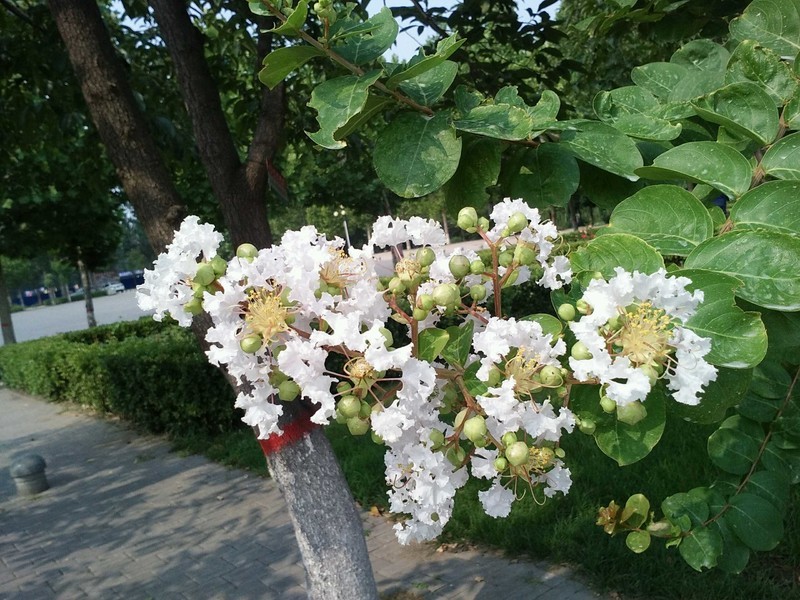 学院风景