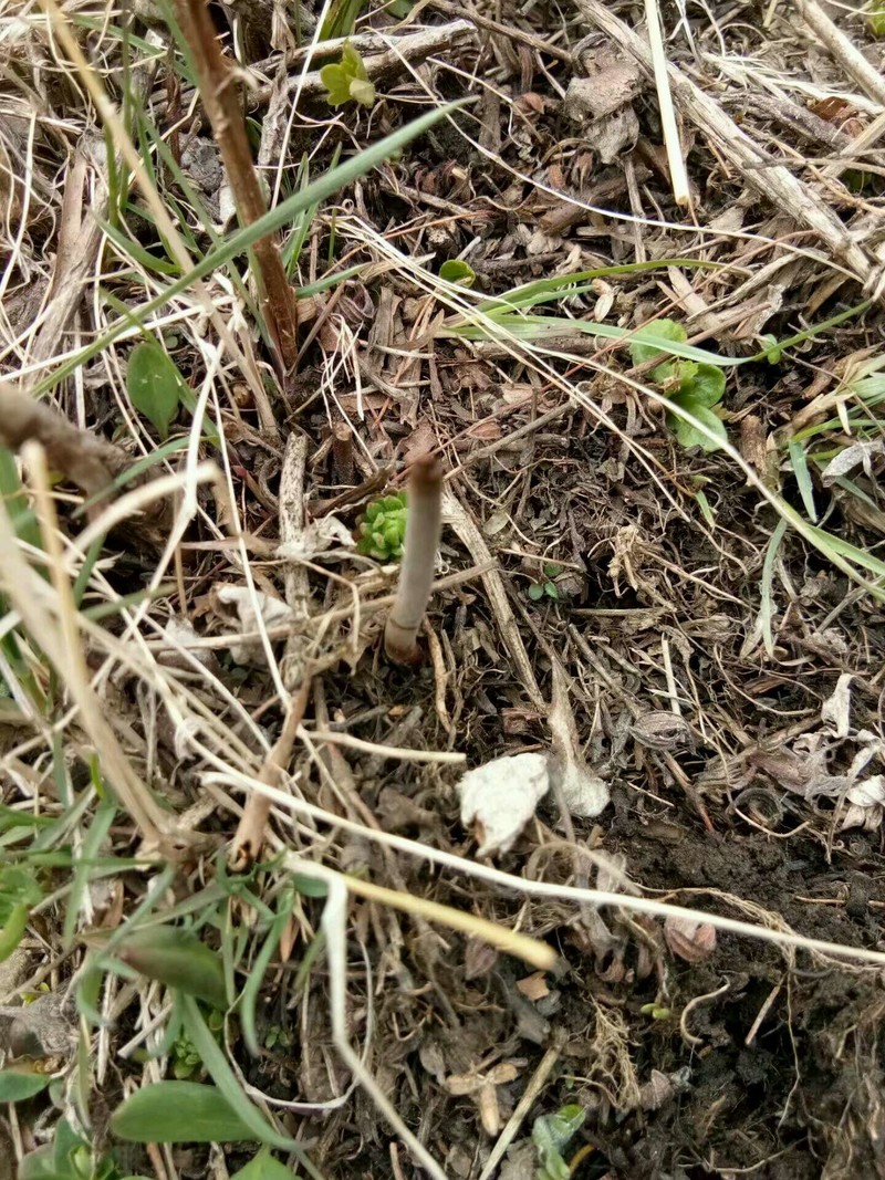 看看虫草是怎么长得