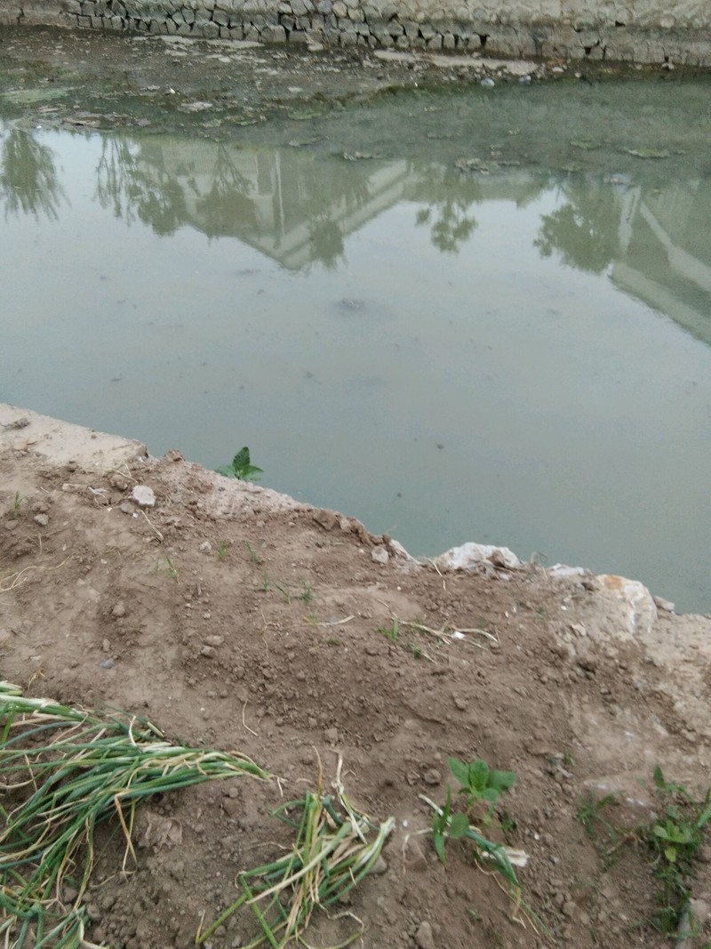 乐亭城内长河污水奇臭，河边两岸住户夏天都无发开窗户。乳白色的臭水缓缓长流。
