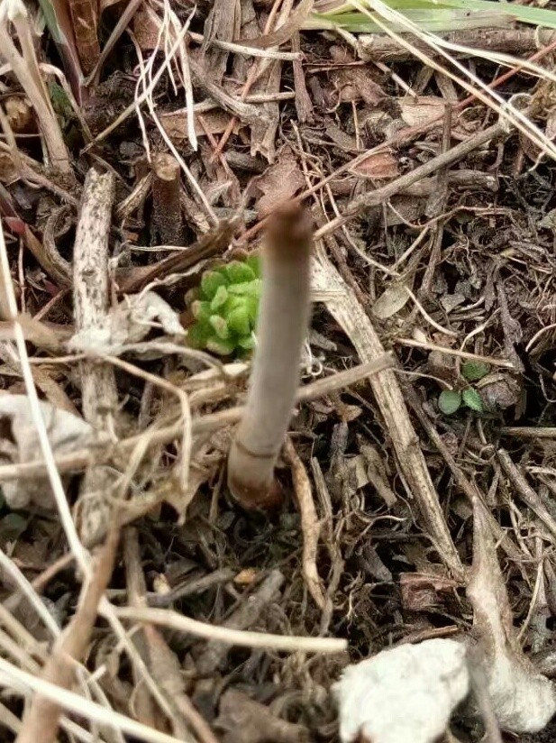 看看虫草是怎么长得