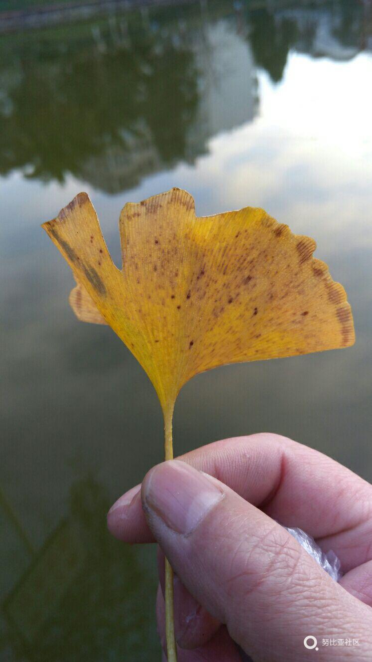 是黄非那个正黄