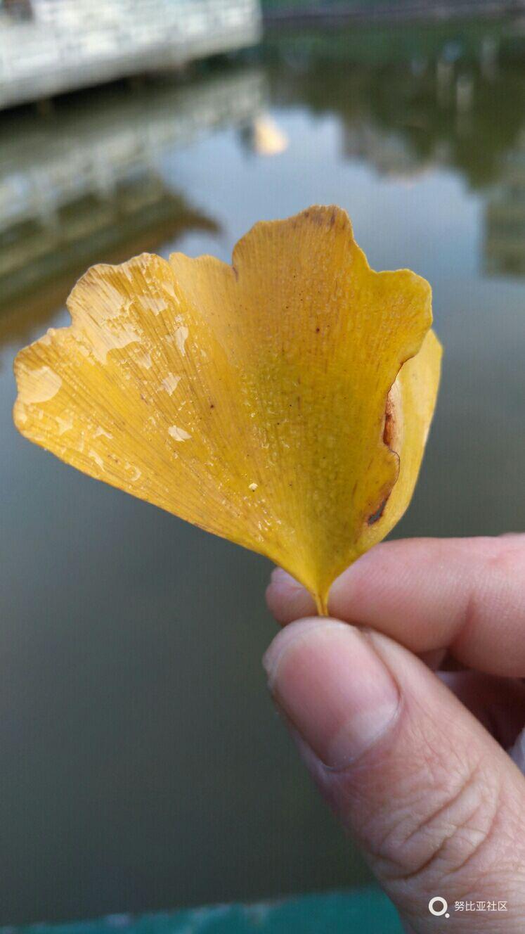 是黄非那个正黄