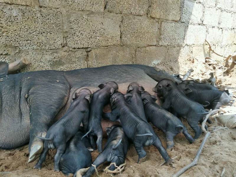 自然繁殖的牲畜