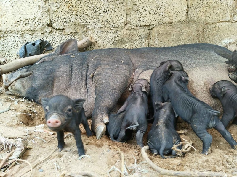 自然繁殖的牲畜
