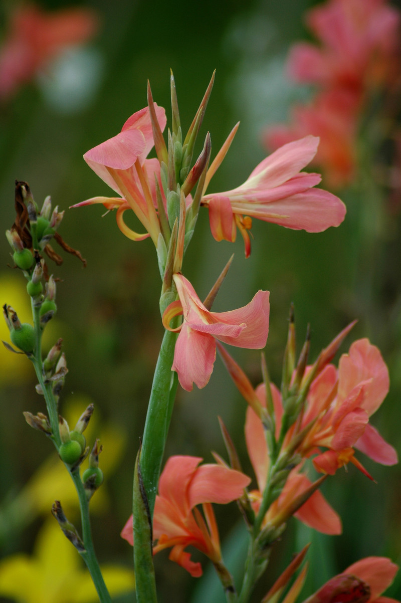 各种秋天花朵二d70