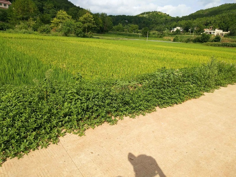 X9i子欲养而亲不待，人不学而无所依。
滴水之恩，当涌泉相报，
父母至亲，竭尽全力。