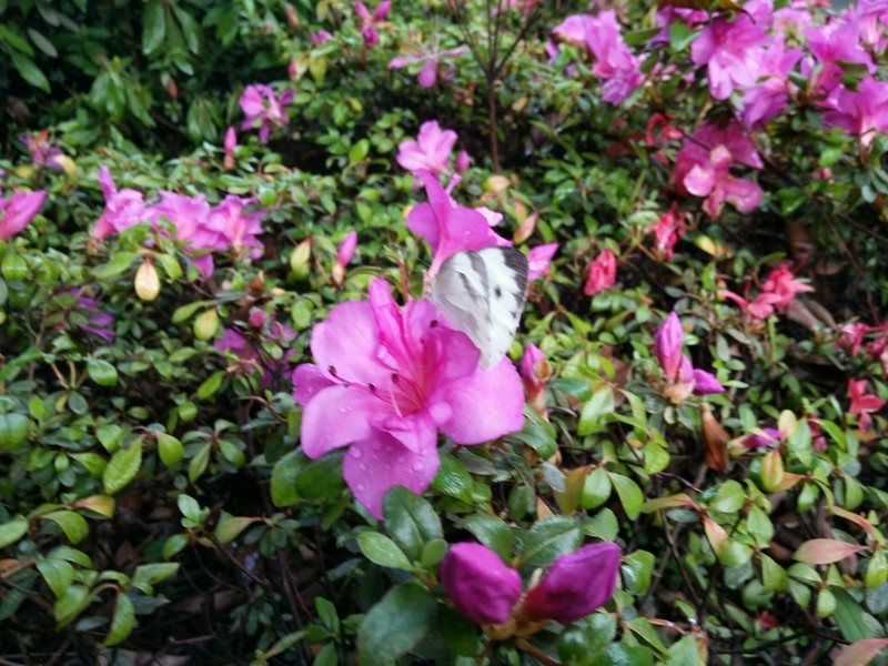 蝶恋花