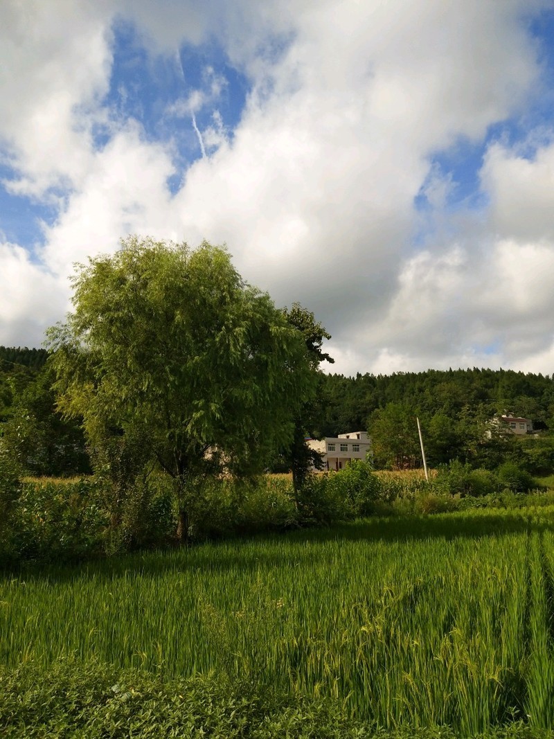 X9i子欲养而亲不待，人不学而无所依。
滴水之恩，当涌泉相报，
父母至亲，竭尽全力。