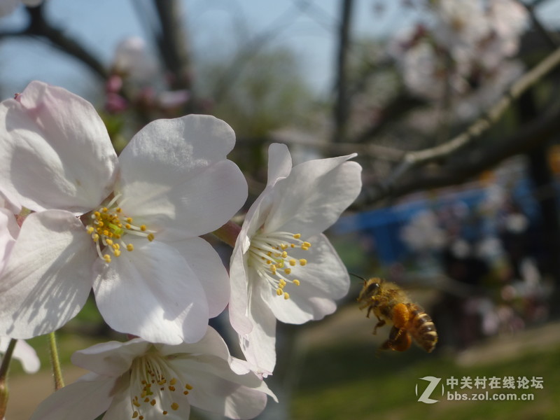 森林公园樱花“御衣黄樱花还没开”