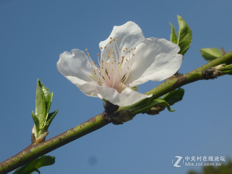 森林公园樱花“御衣黄樱花还没开”