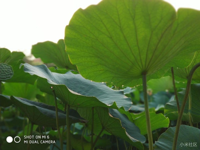 米6摄影，百亩荷塘（原片未修）