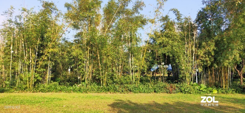 OPPO K3拍照样张（深圳荔枝公园）