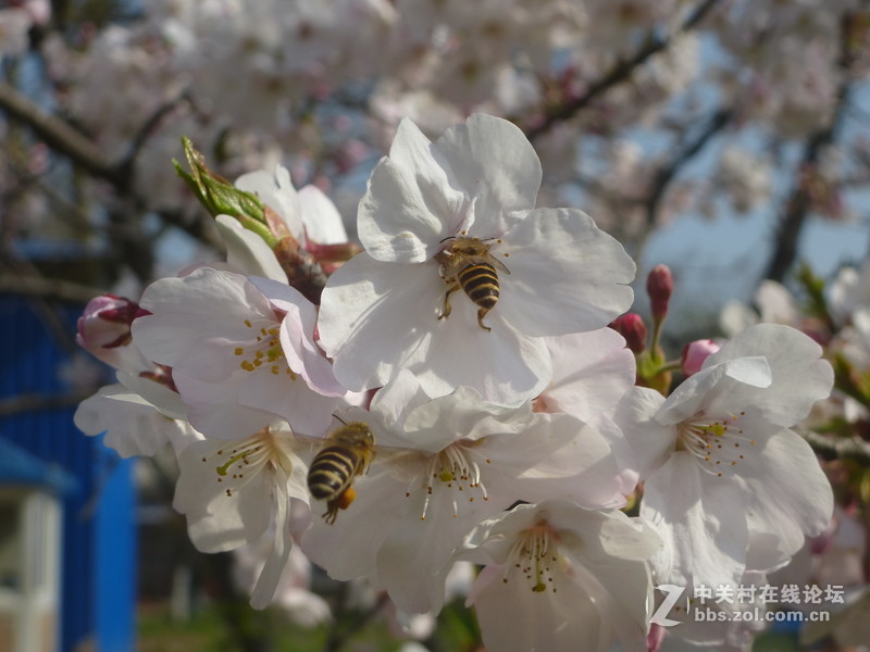 森林公园樱花“御衣黄樱花还没开”