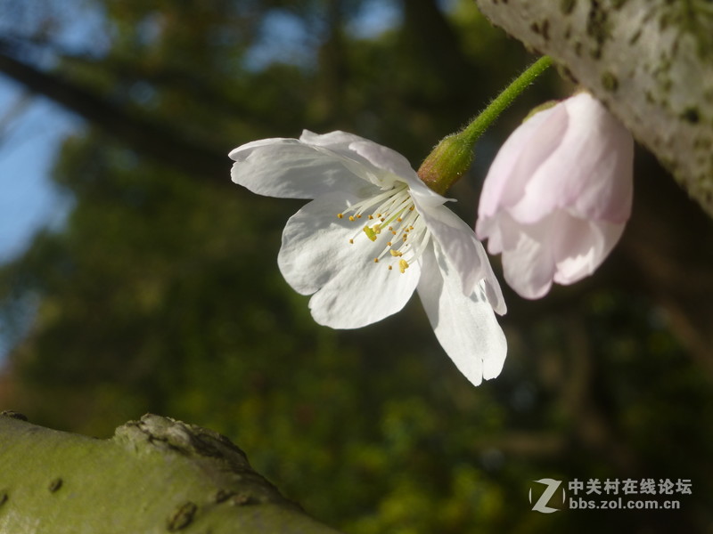 森林公园樱花“御衣黄樱花还没开”