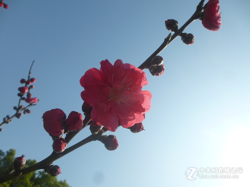 森林公园樱花“御衣黄樱花还没开”