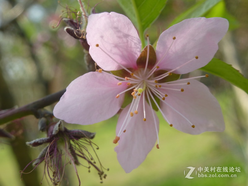 森林公园樱花“御衣黄樱花还没开”